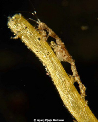 Skeleton Shrimp . It is about 1 cm long and 0,5mm wide ..... by Agung Djaja Rachwan 